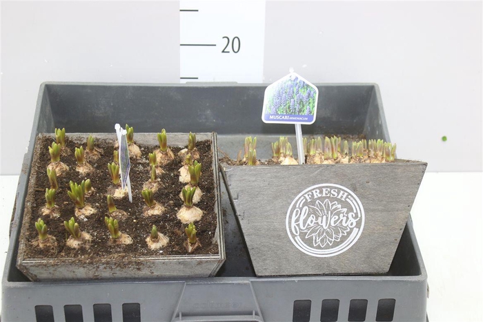 <h4>Arr Muscari In Hout</h4>