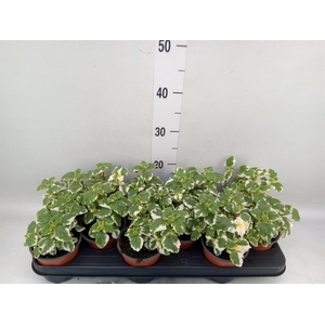 Plectranthus   ...