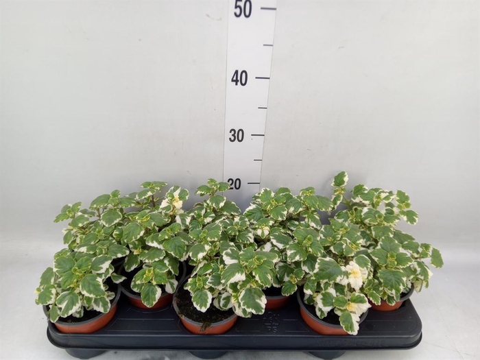 <h4>Plectranthus   ...</h4>