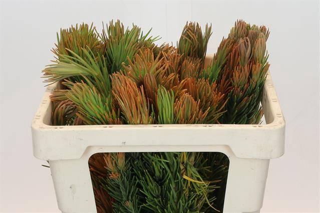 <h4>KAAPS GROEN RETZIA CARPENSIS*</h4>