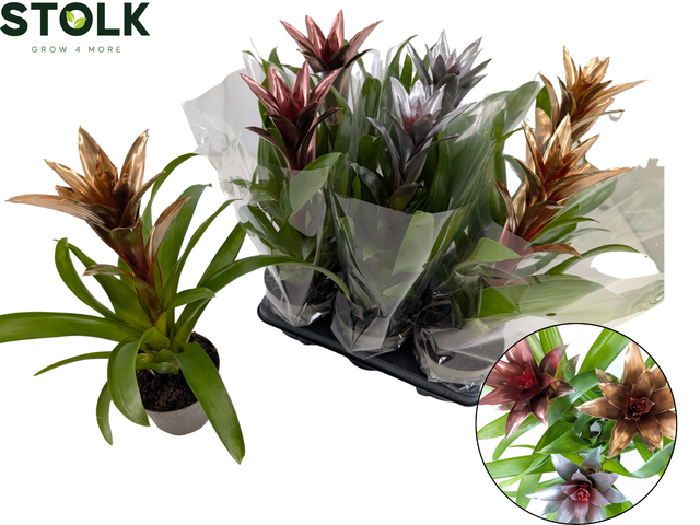 <h4>GUZM XMAS METALLIC MIX P14</h4>