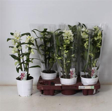 <h4>Dendr N Sc Apollon 2 Branches</h4>