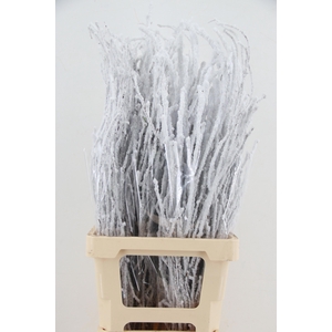 BETULA OV KLB H%