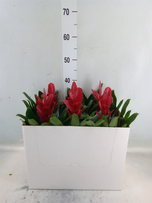 <h4>Vriesea  'Intenso Red'</h4>