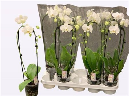 <h4>Phal El Cascade 1 Branche 9+</h4>