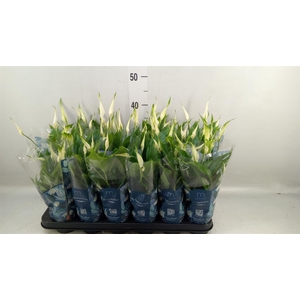 Spathiphyllum  'Chopin'