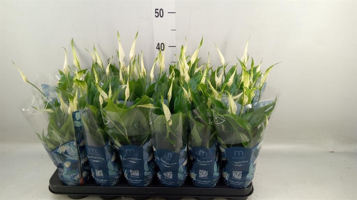 <h4>Spathiphyllum 'Chopin'</h4>