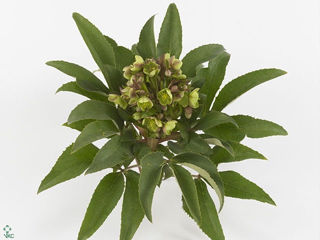 HELL STERNII PER STEM 090CM