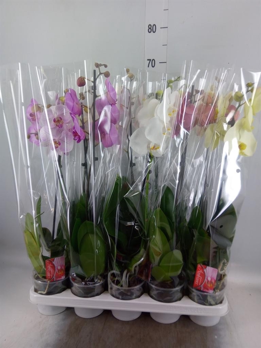 <h4>Phalaenopsis   ...mix</h4>