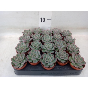 Echeveria   ...