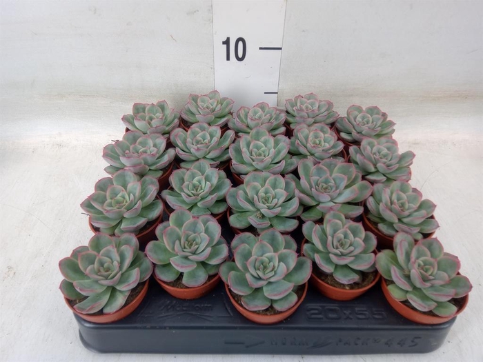 <h4>Echeveria   ...</h4>
