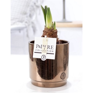 Hippeastrum white in P&PURE Juliette ceramics goldbronze