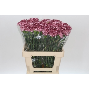 Dianthus St Bacarat