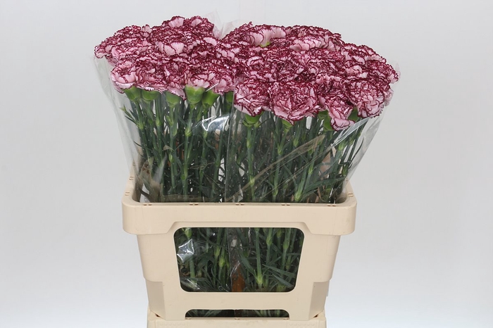 <h4>Dianthus St Bacarat</h4>