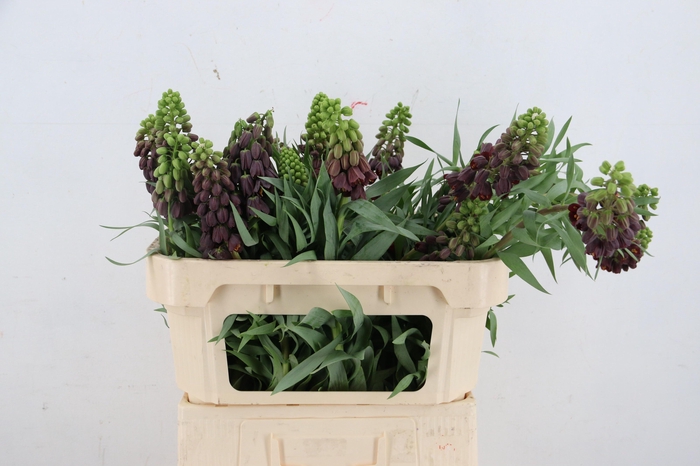 <h4>FRIT PERSICA</h4>