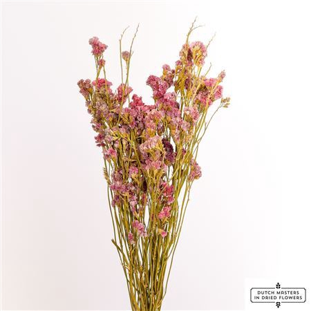 Dried Limonium Statice Coral Bunch