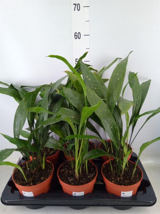 <h4>Aspidistra elat.</h4>