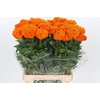 Tagetes Marigold Promise Orange