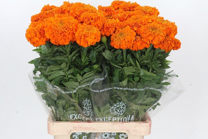 Tagetes Marigold Promise Orange