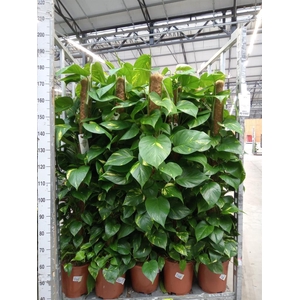 Epipremnum pinn.   ...moss stick