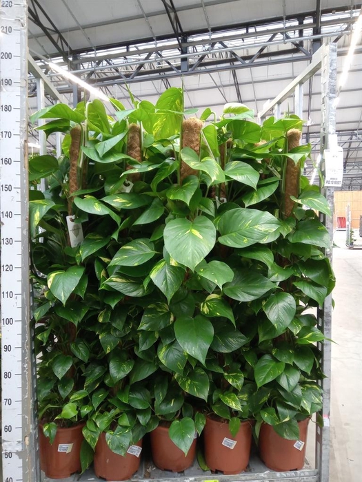 <h4>Epipremnum pinn.   ...moss stick</h4>