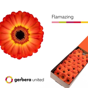 Ge Mi Flamazing Box United