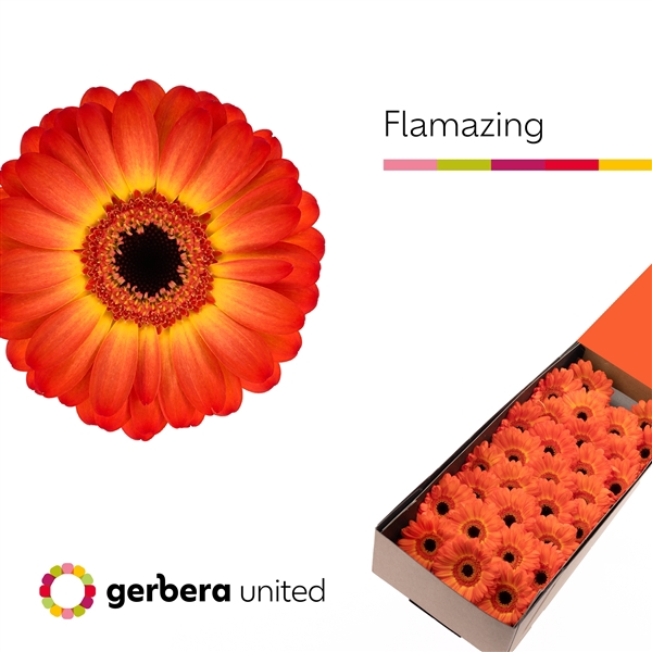 <h4>Ge Mi Flamazing Box United</h4>