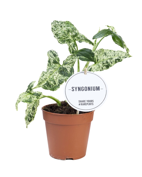 <h4>Syngonium</h4>