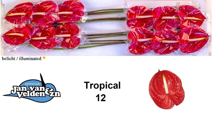 <h4>Anthurium Tropical</h4>