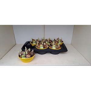 Narcissus (Other Grp) Tete a Tete