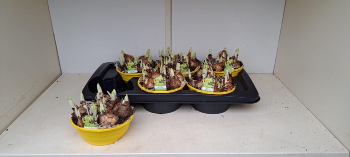 <h4>Narcissus (Other Grp) Tete a Tete</h4>