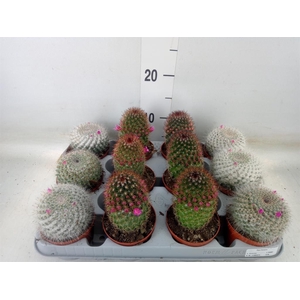 Cactus   ...flowering mix