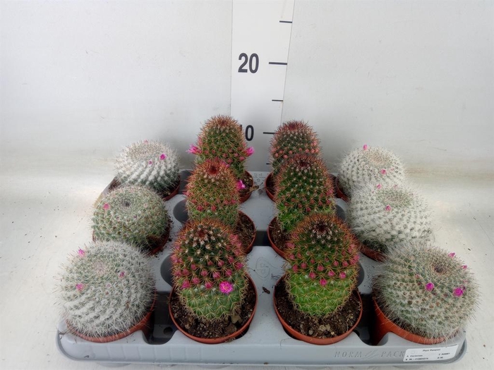 <h4>Cactus   ...flowering mix</h4>