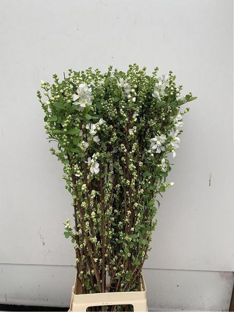 <h4>EXOC MAG SPRINGTIME</h4>