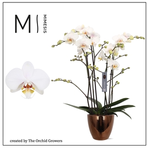 Mimesis Phal. Marvellous White - 50+ flowers 17cm in Sven Gold ceramic