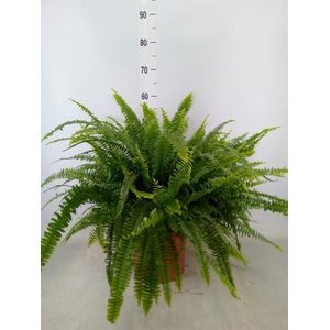 Nephrolepis exal. 'Green Lady'