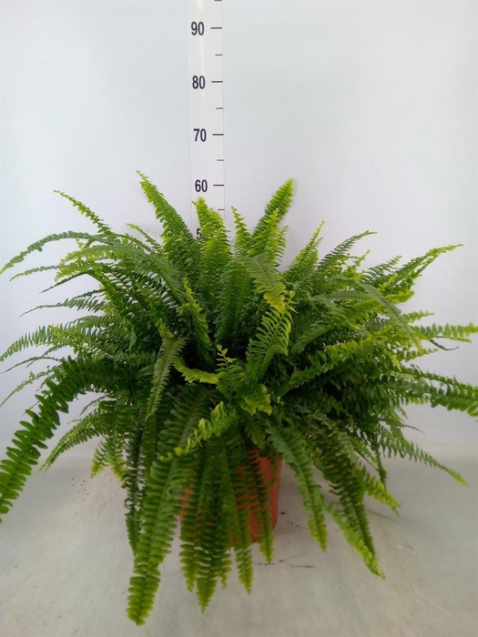 <h4>Nephrolepis exal. 'Green Lady'</h4>