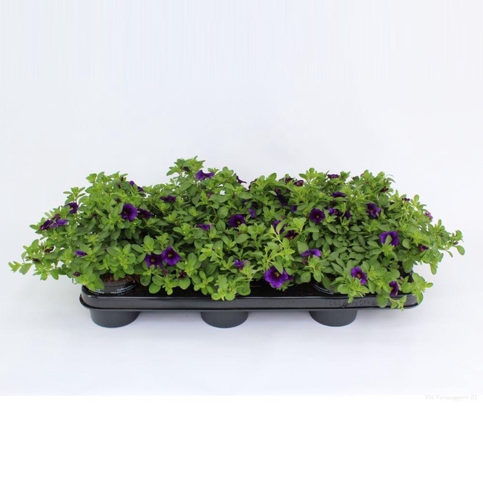 <h4>Calibrachoa Minifamous Dark Blue</h4>