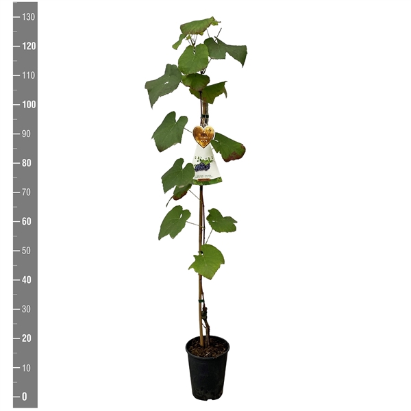 <h4>Vitis vinifera 'Buffalo' (druif blauw)</h4>