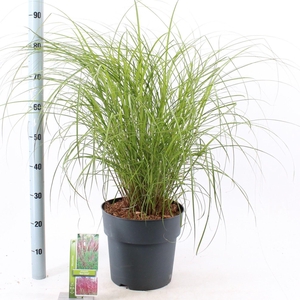 Miscanthus Red Chief