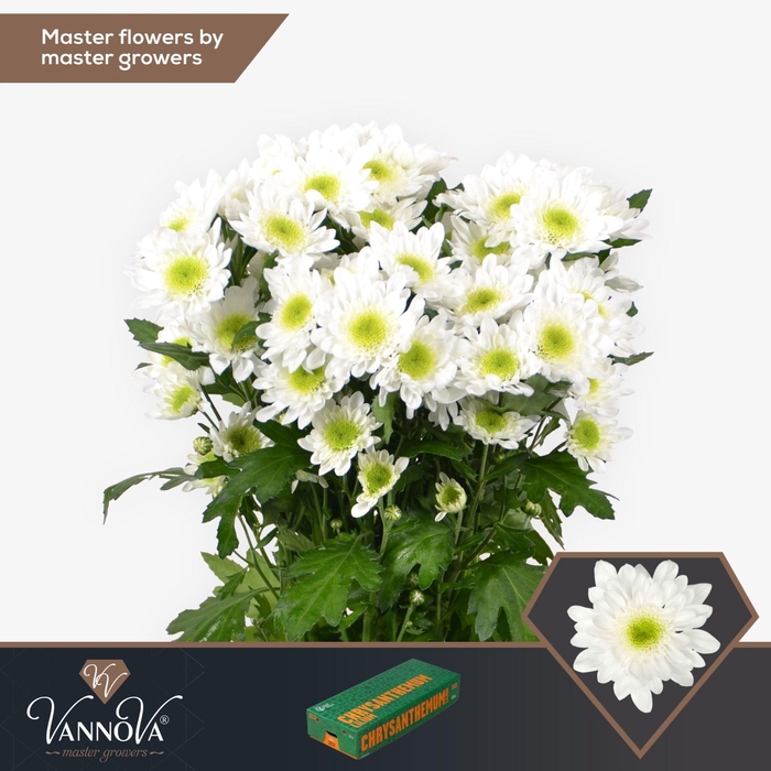 <h4>CHRYSANTHEMUM TR 'RADOST'</h4>