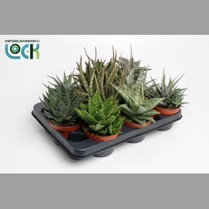 ALOE GEM
