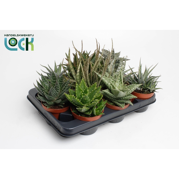 <h4>ALOE GEM</h4>