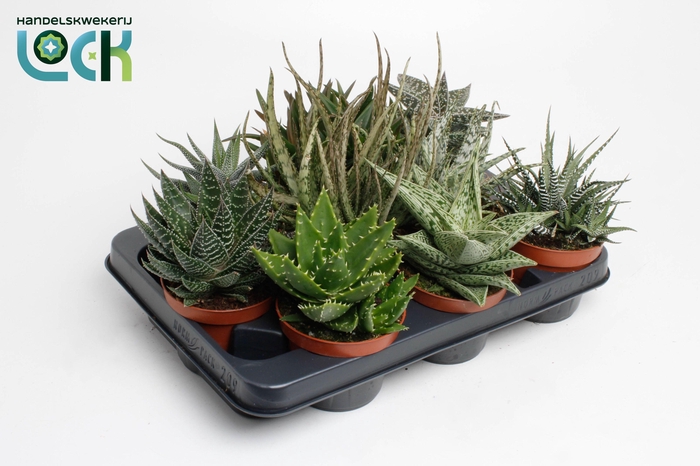 <h4>Aloë-Haworthia Mix</h4>