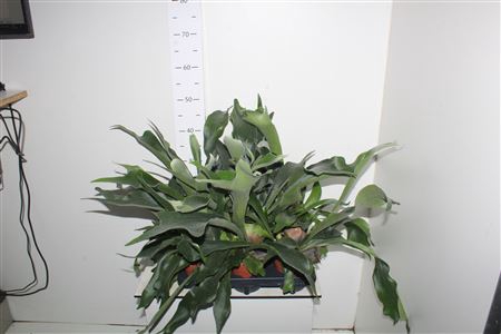 <h4>Platyc Bifurcatum</h4>