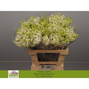 SYR V MME FL STEPMAN