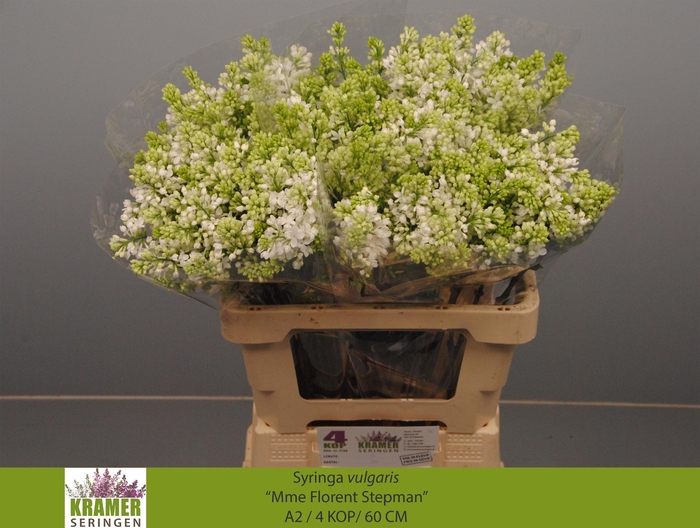 <h4>SYR V MME FL STEPMAN</h4>