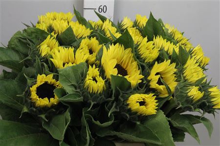 <h4>Heli Sunrich Limonce</h4>