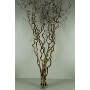 CORYLUS AVELLANA 'CONTORTA'