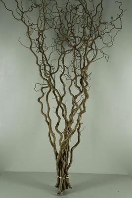 <h4>CORYLUS AVELLANA 'CONTORTA'</h4>